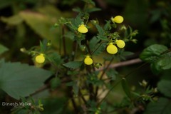 Calceolaria gracilis